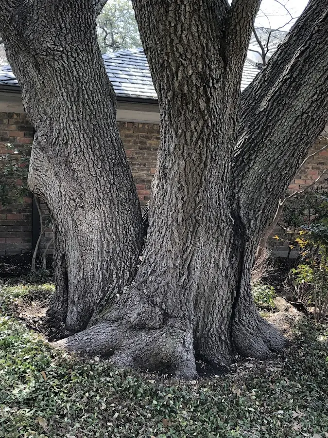 Mature heritage tree close to a Holmes property cared for by certified arborists